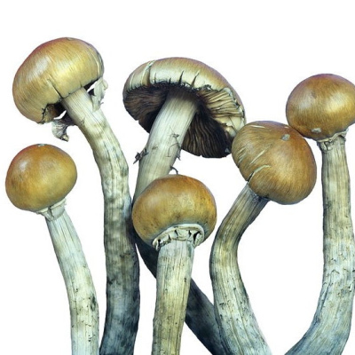 Psilocybin 5gr